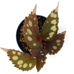 Begonia sp. Kalimantan 2