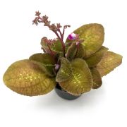 Bertolonia Marmorata
