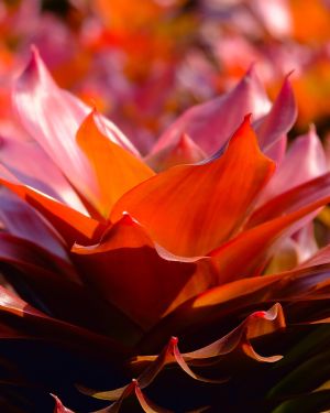 Bromeliads