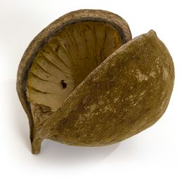 Buddha tropical note