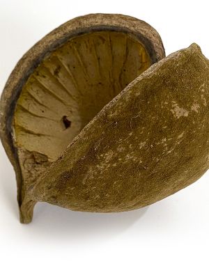 Buddha tropical note