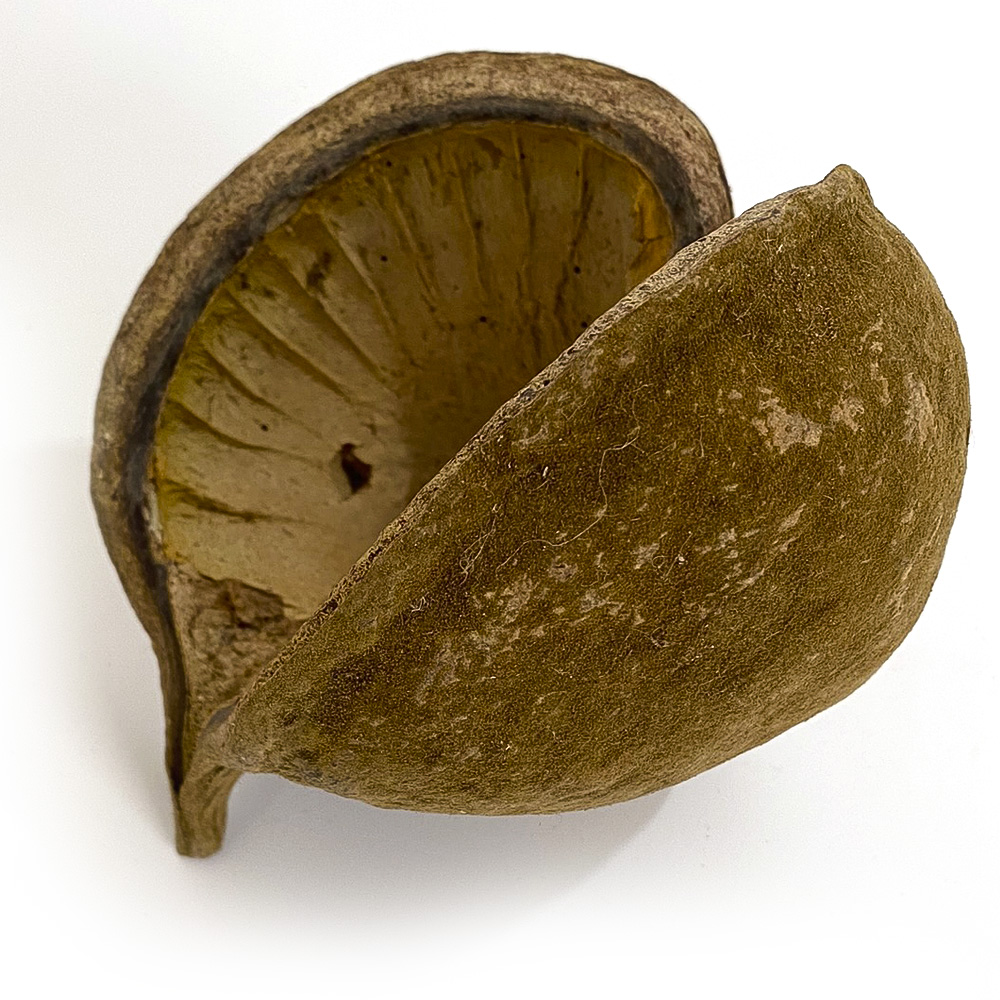 Buddha tropical note
