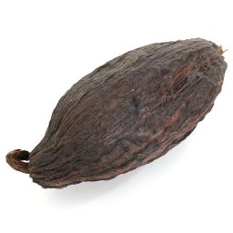 Cocoa bean