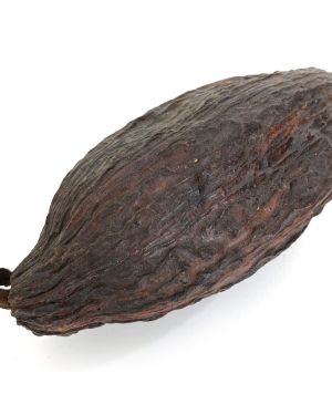 Cocoa bean