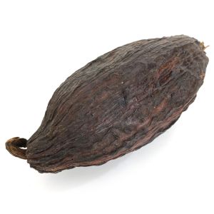 Cocoa bean