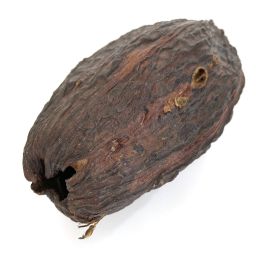 Cocoa bean