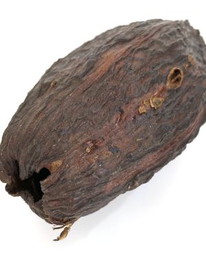 Cocoa bean