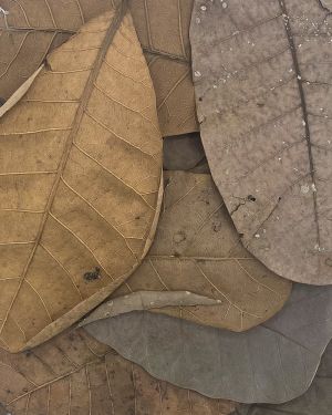 Cashew tropical leaves