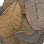 Cashew tropical leaves 1