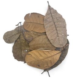 Cashew tropical leaves