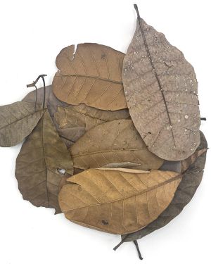 Cashew tropical leaves