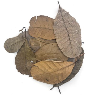 Cashew tropical leaves