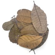 Cashew tropical leaves