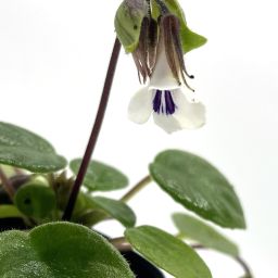 Chirita tamiana 1