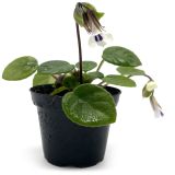 Chirita tamiana