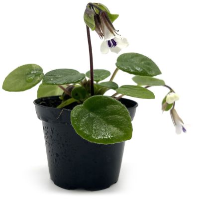Chirita tamiana