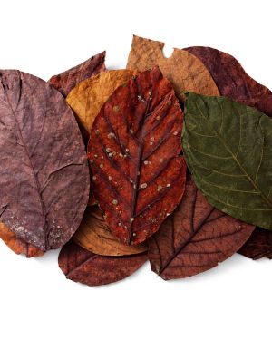 Colombian avocado leaves