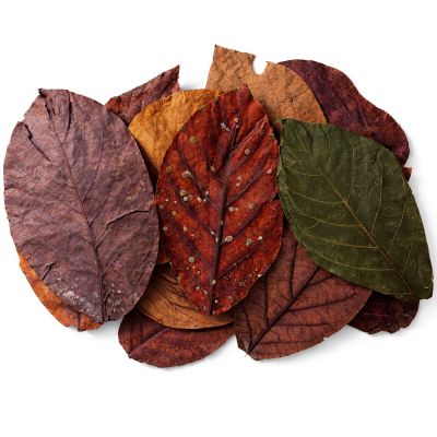 Colombian avocado leaves