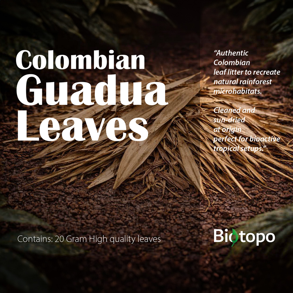 Colombian Guadua leaves