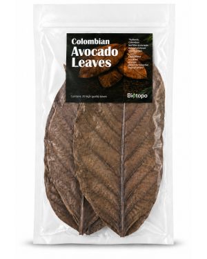Colombian avocado leaves