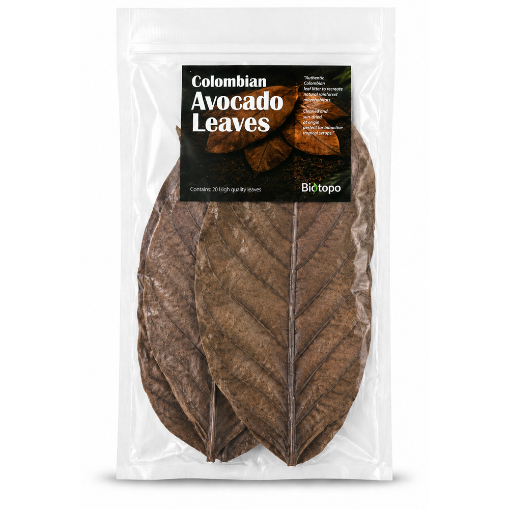 Colombian avocado leaves 3
