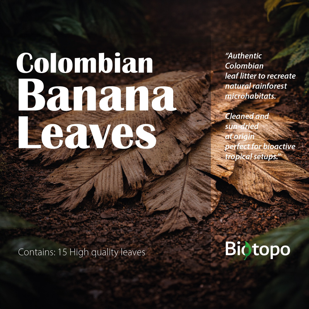 Colombian banana leaves