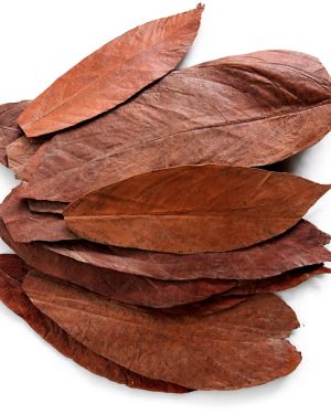 Colombian cacao leaves