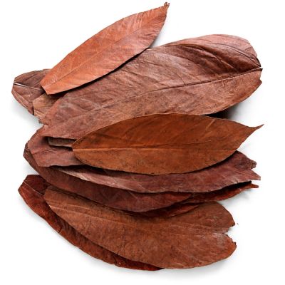 Colombian cacao leaves