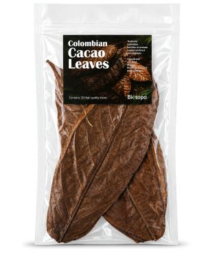 Colombian cacao leaves