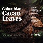 Colombian cacao leaves