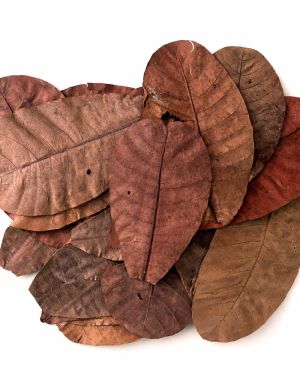 Colombian cashew leaves