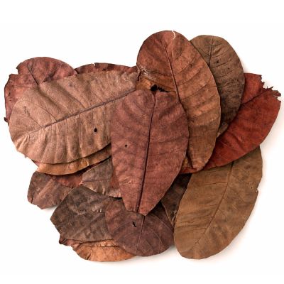 Colombian cashew leaves