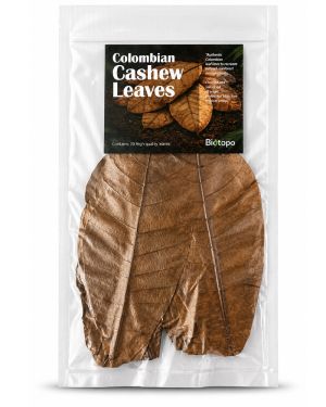 Colombian cashew leaves