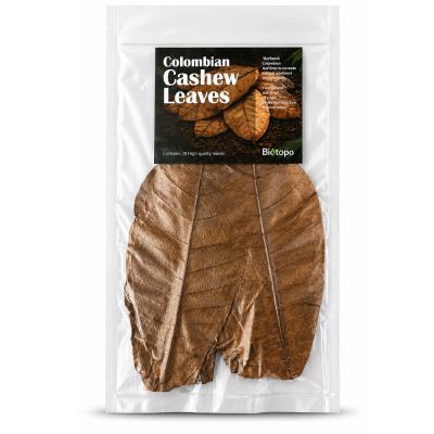 Colombian cashew leaves