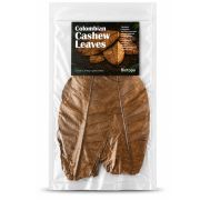 Colombian cashew leaves 3