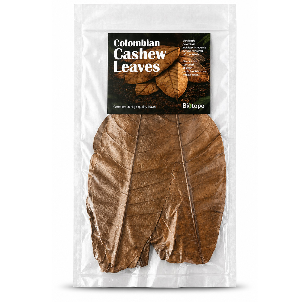 Colombian cashew leaves 3