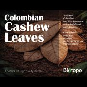 Colombian cashew leaves