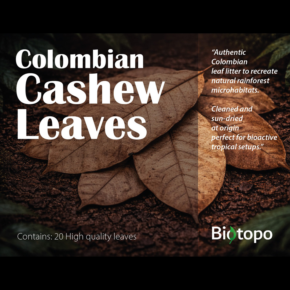 Colombian cashew leaves