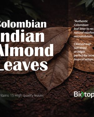Colombian indian almond leaves