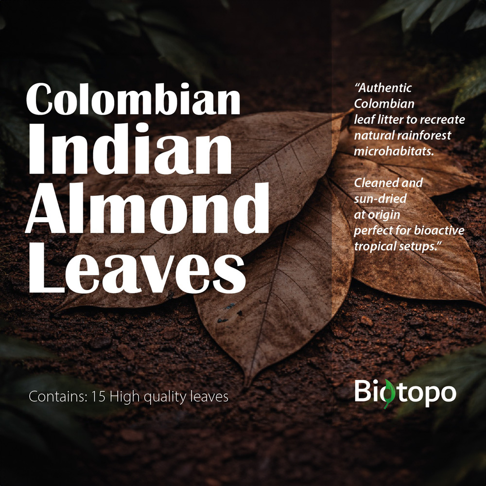 Colombian indian almond leaves