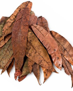 Colombian mango leaves