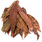 Colombian mango leaves 1