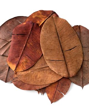 Colombian rubber leaves