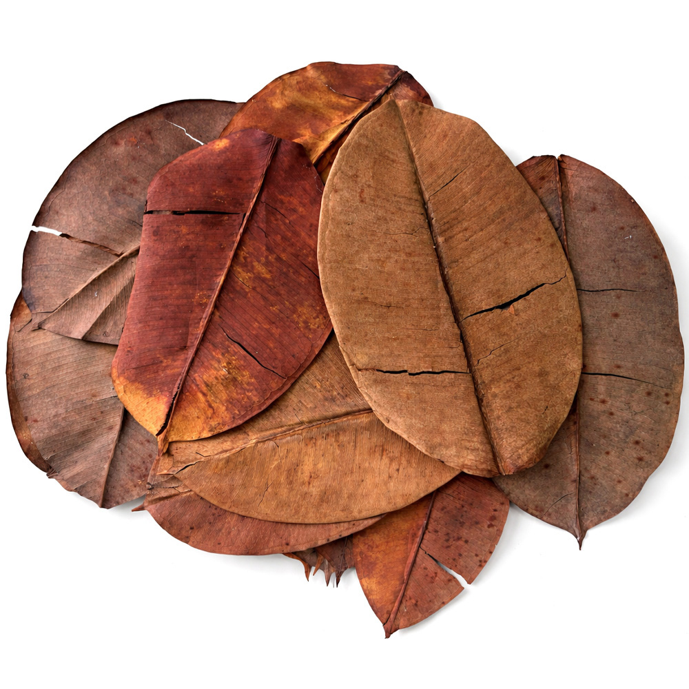 Colombian rubber leaves 1