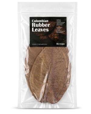 Colombian rubber leaves