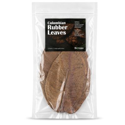 Colombian rubber leaves