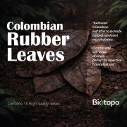 Colombian rubber leaves