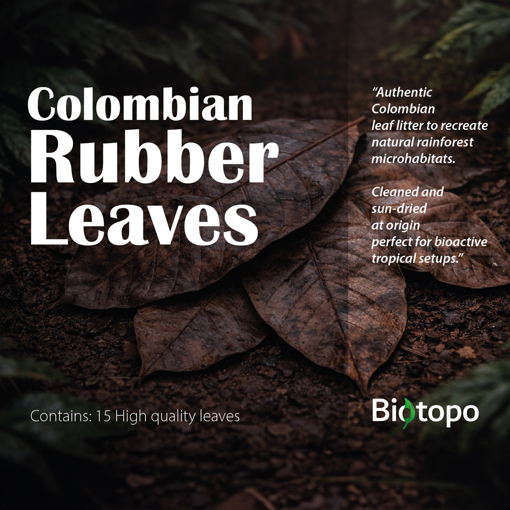 Colombian rubber leaves