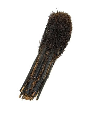 Dicksonia squarossa fern root stem