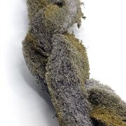 Epi-Web Lianas 2